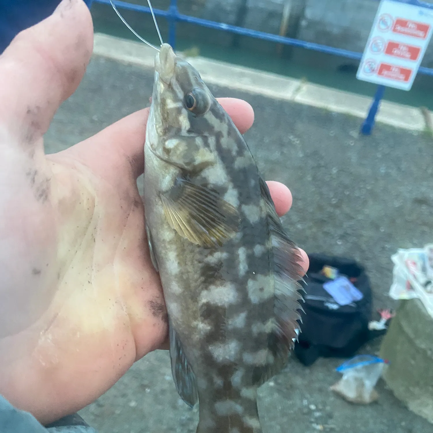 The most recent Ballan wrasse catches on Fishbrain