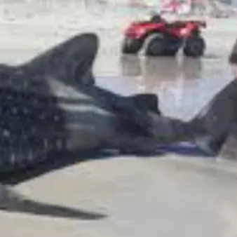 The most recent Whale shark catches on Fishbrain