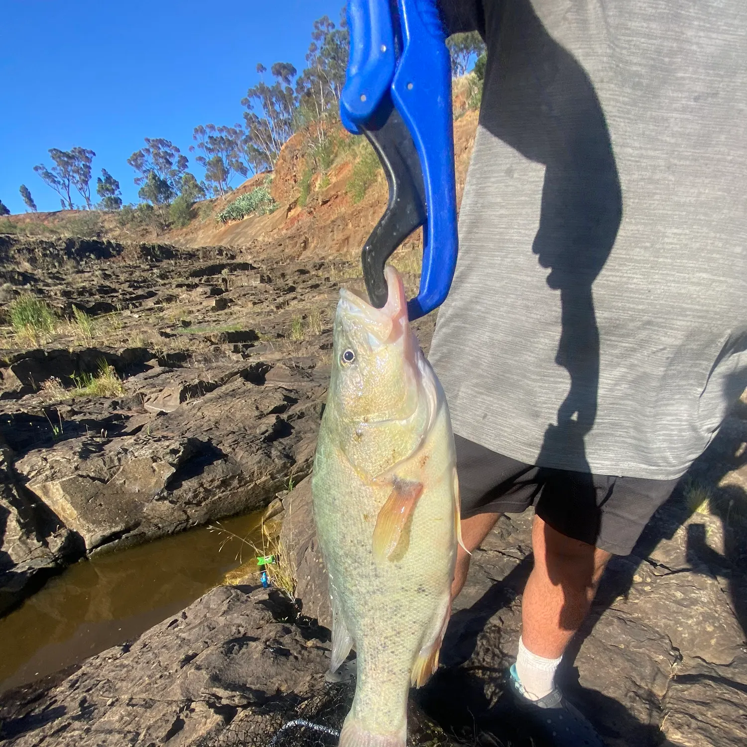 The most recent Golden perch catches on Fishbrain