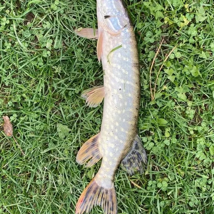 Northern pike caught on Fishbrain