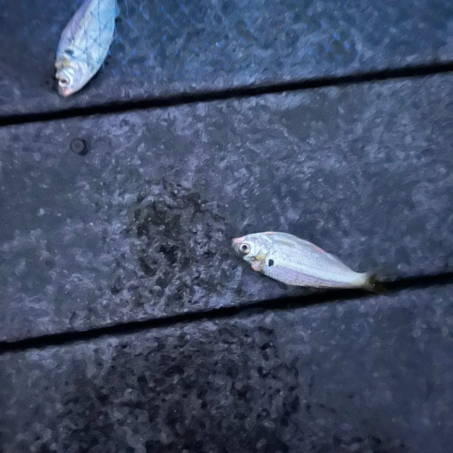 The most recent Threadfin shad catches on Fishbrain