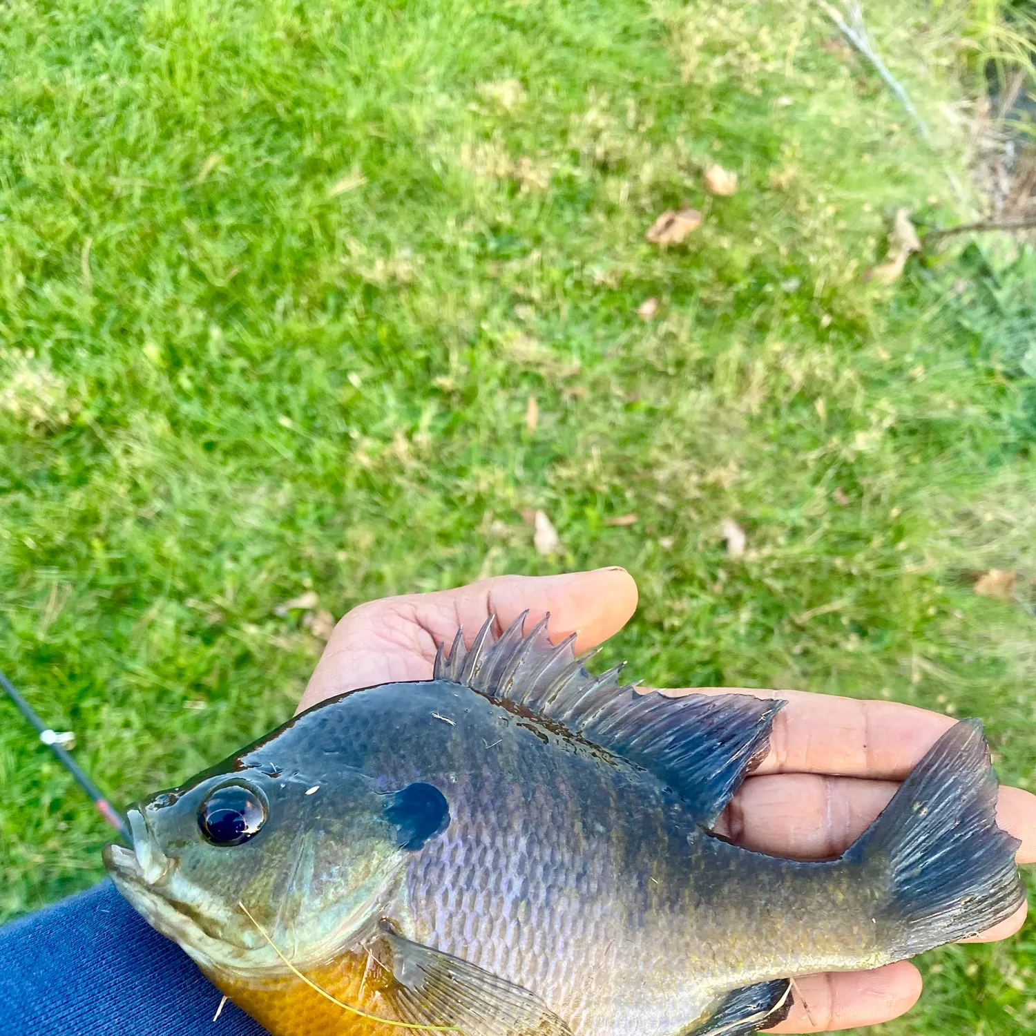Fish caught on Fishbrain