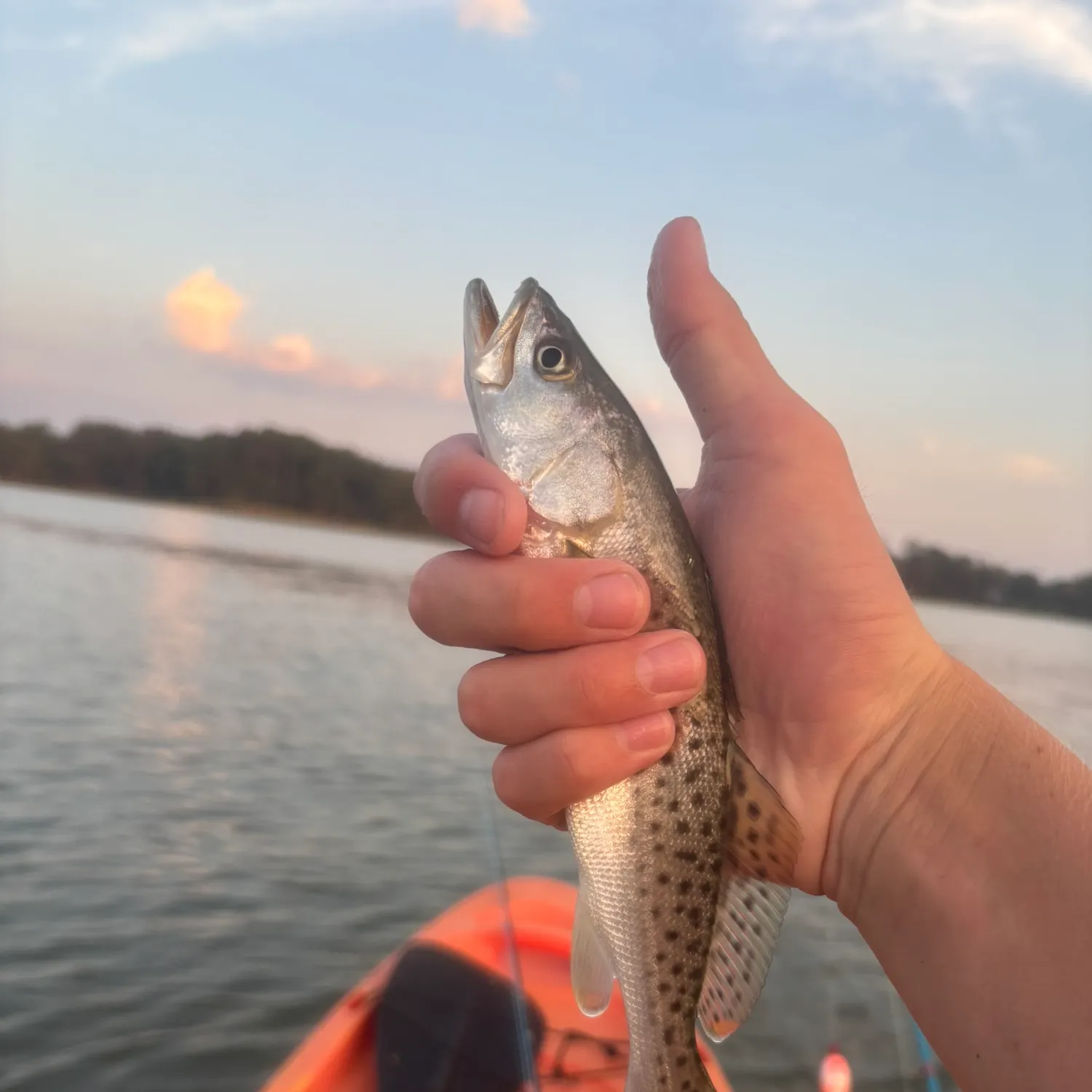 Spotted seatrout caught on Fishbrain