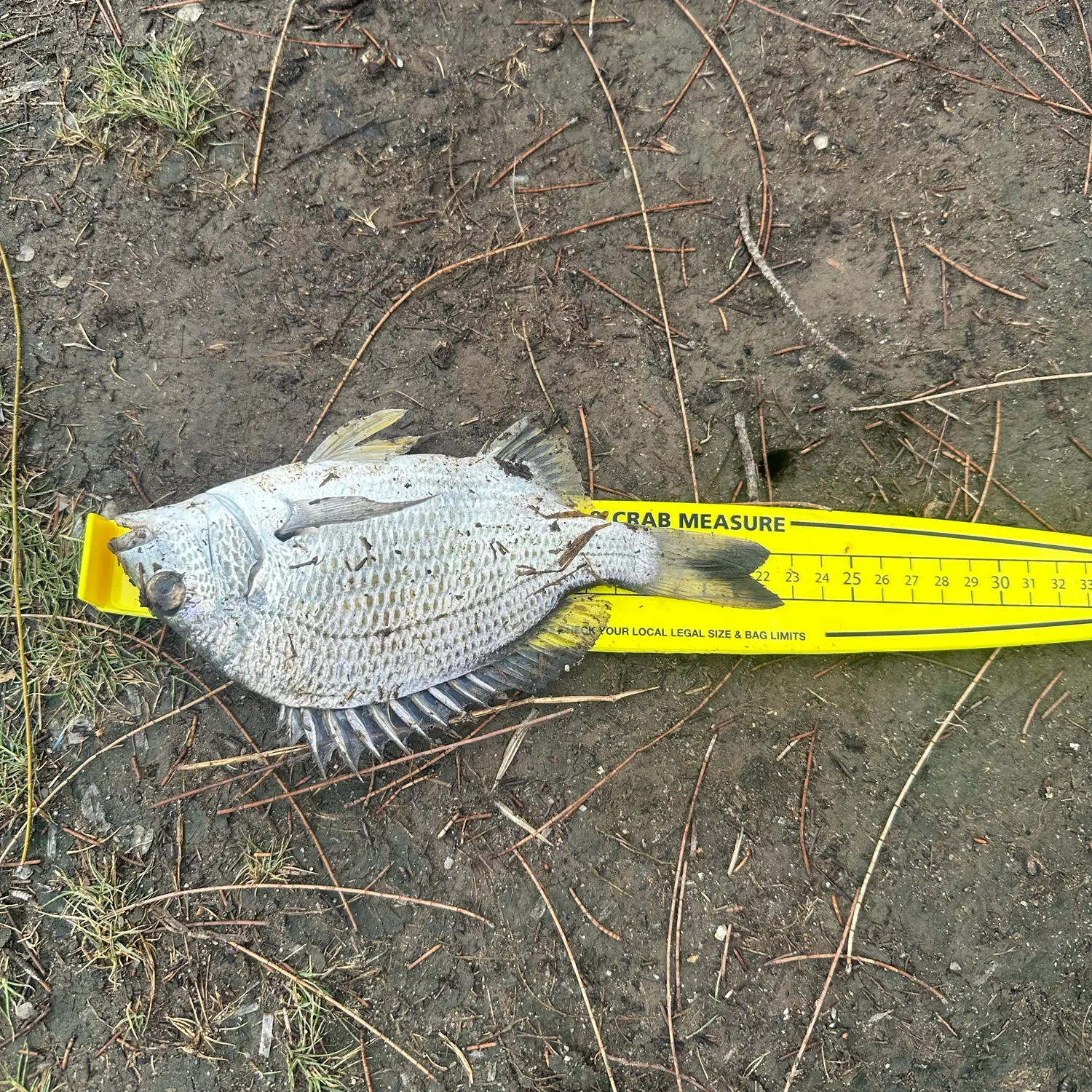 Surf bream caught on Fishbrain