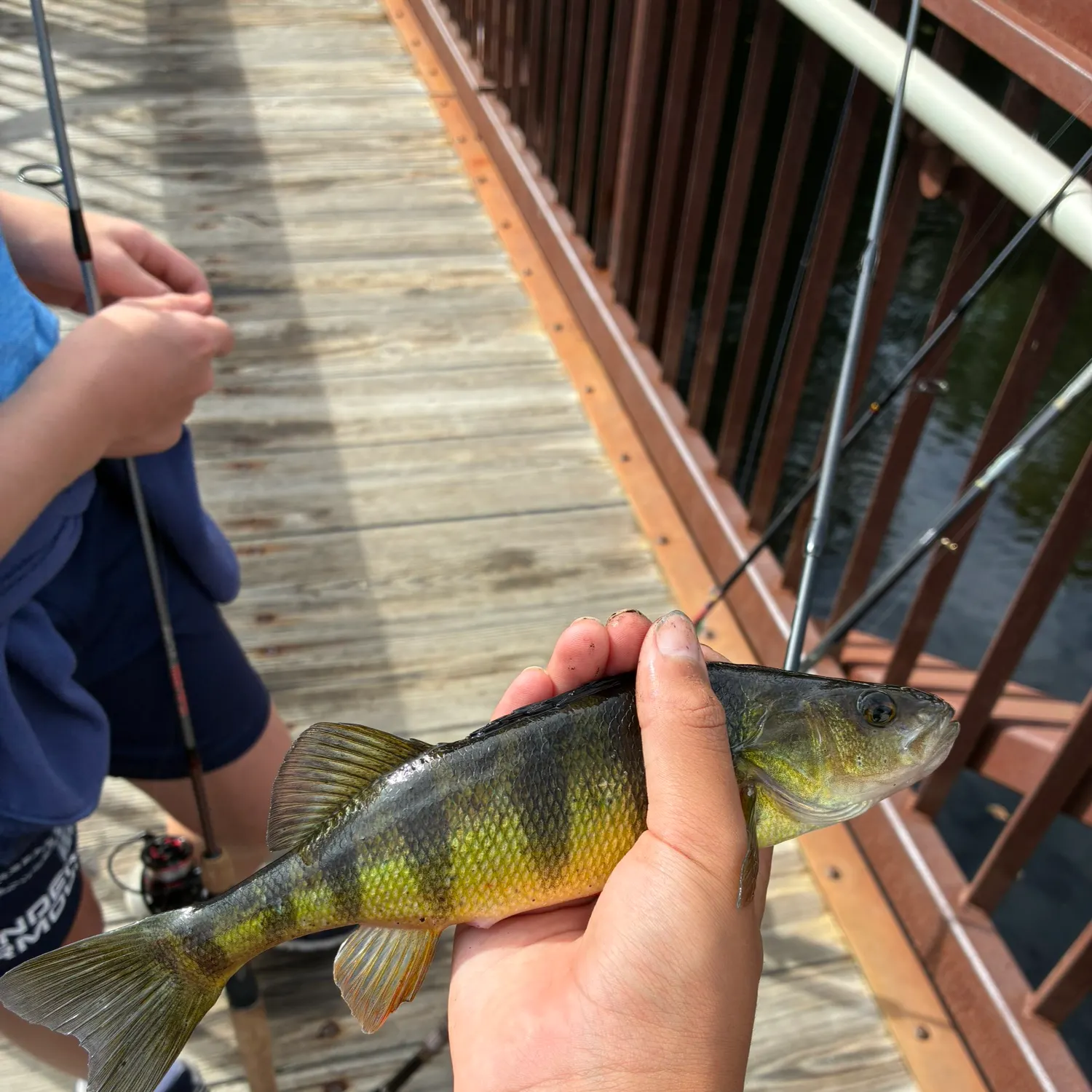 Yellow perch caught on Fishbrain