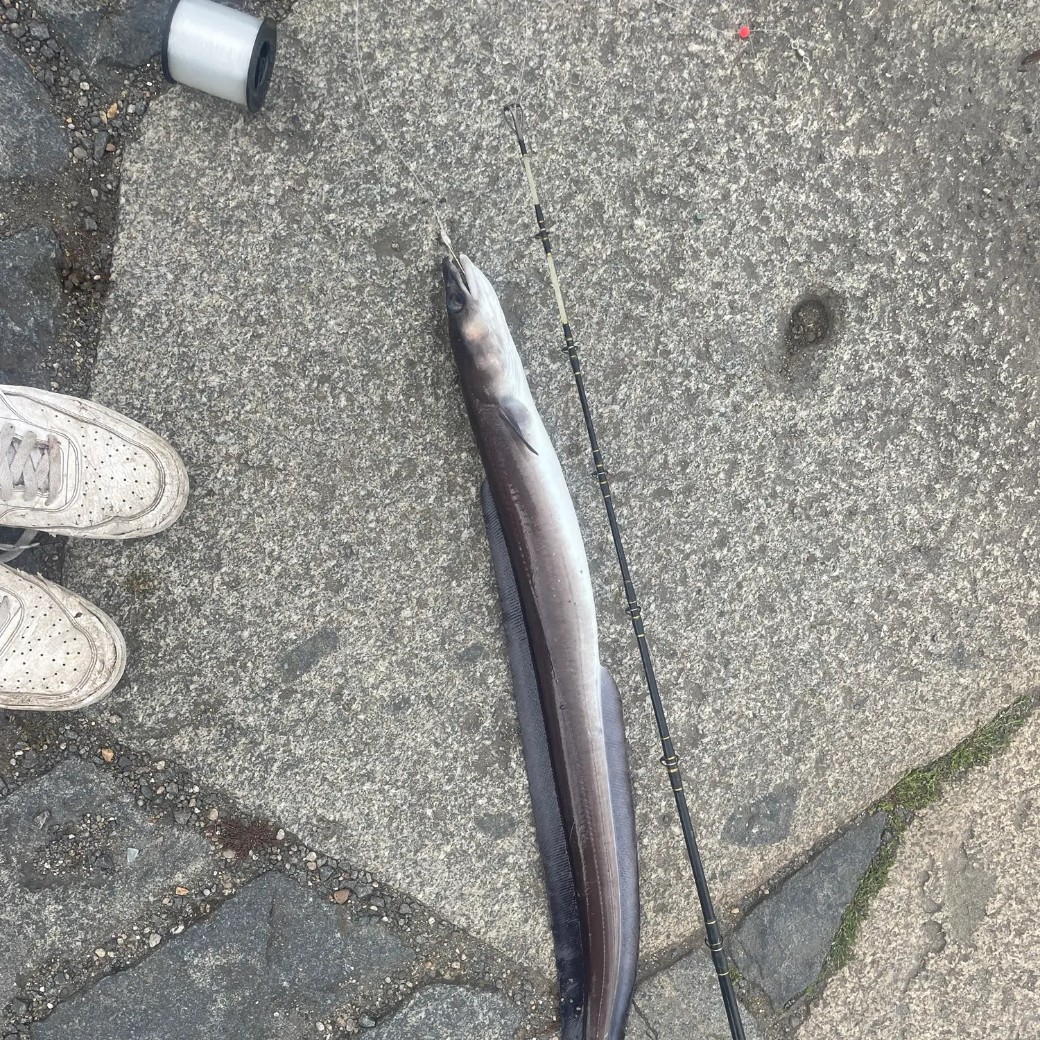 European conger caught on Fishbrain
