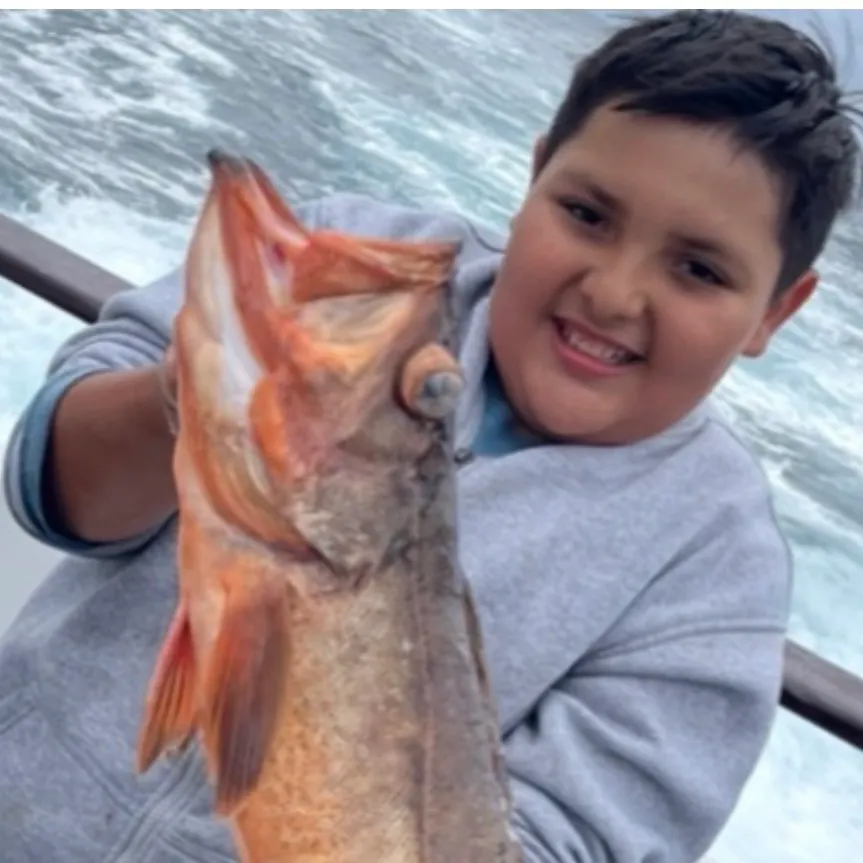 The most recent Striped-fin grouper catches on Fishbrain