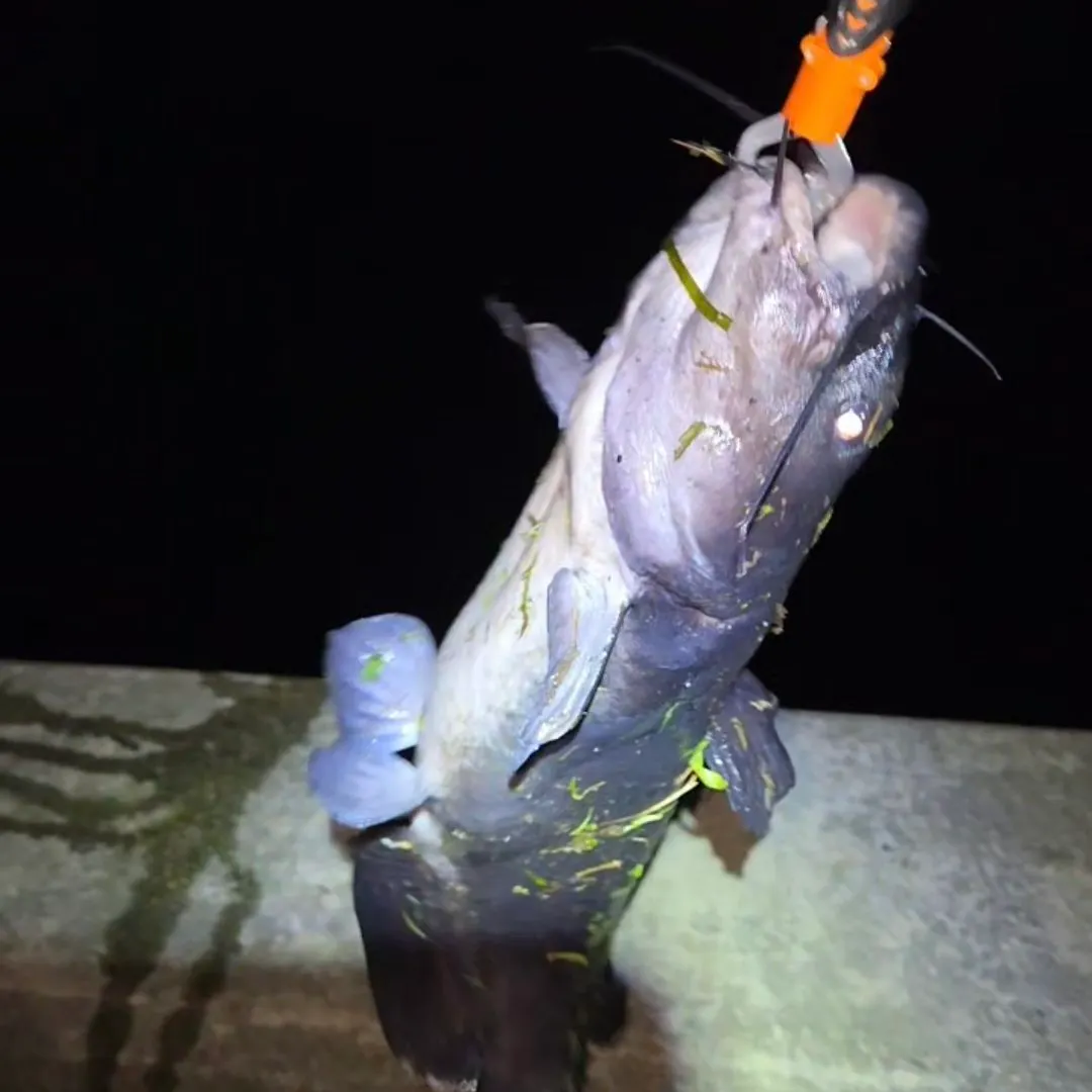Blue catfish caught on Fishbrain