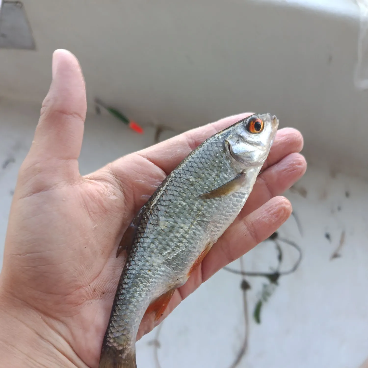 Common roach caught on Fishbrain