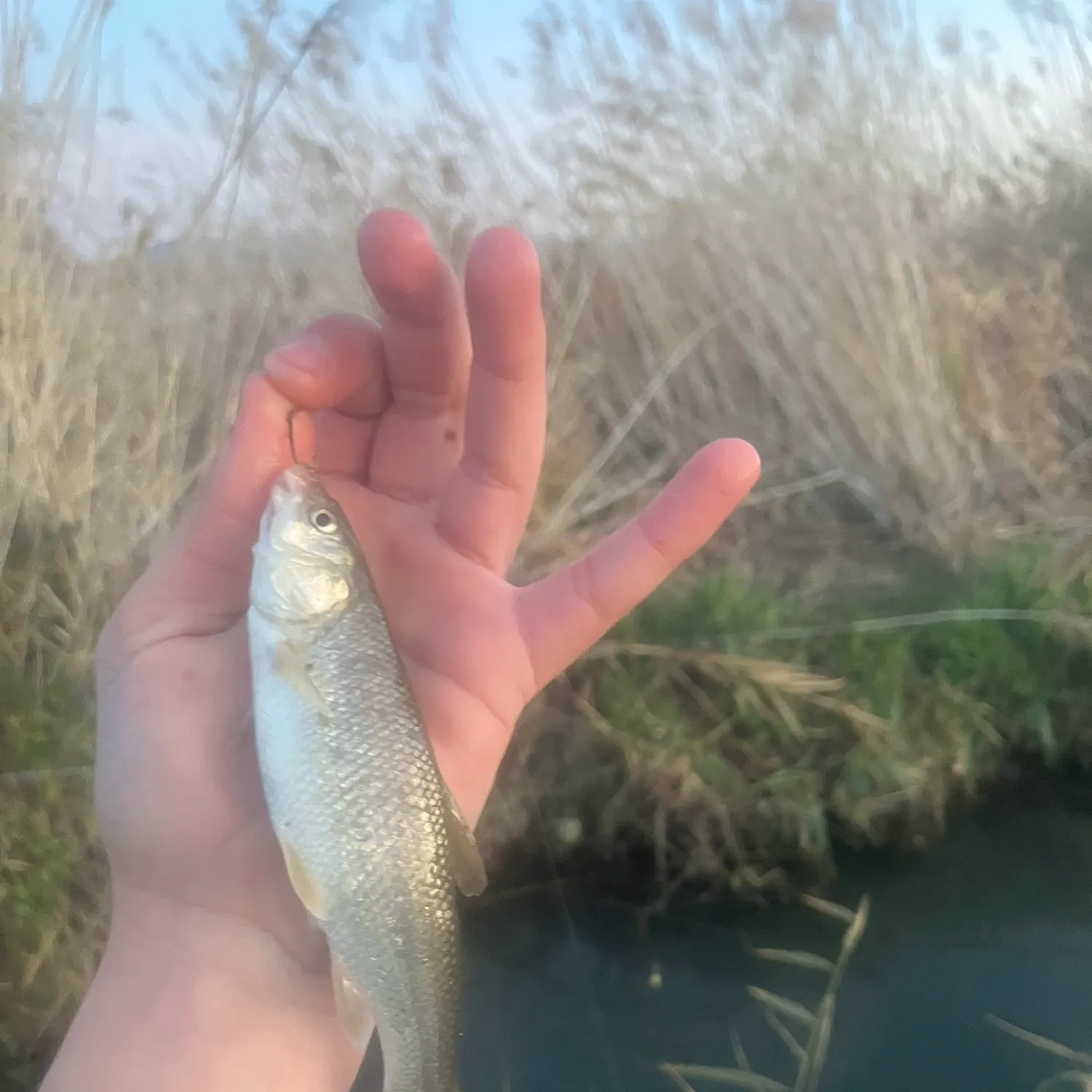 The most recent Utah chub catches on Fishbrain