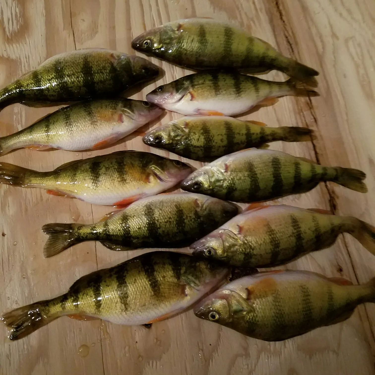 recently logged catches