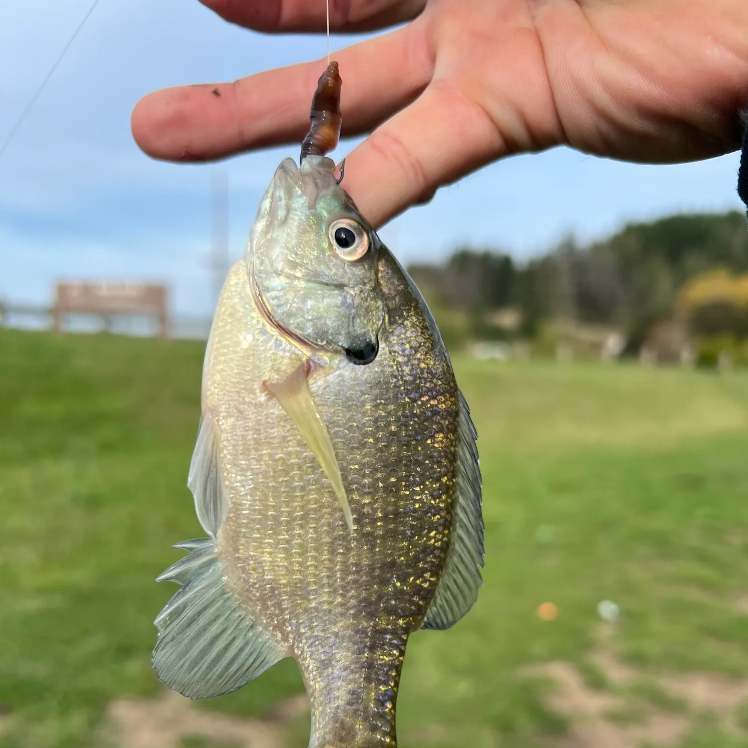 Bluegill caught on Fishbrain