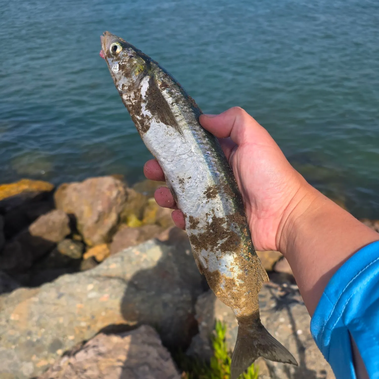 Jack silverside caught on Fishbrain