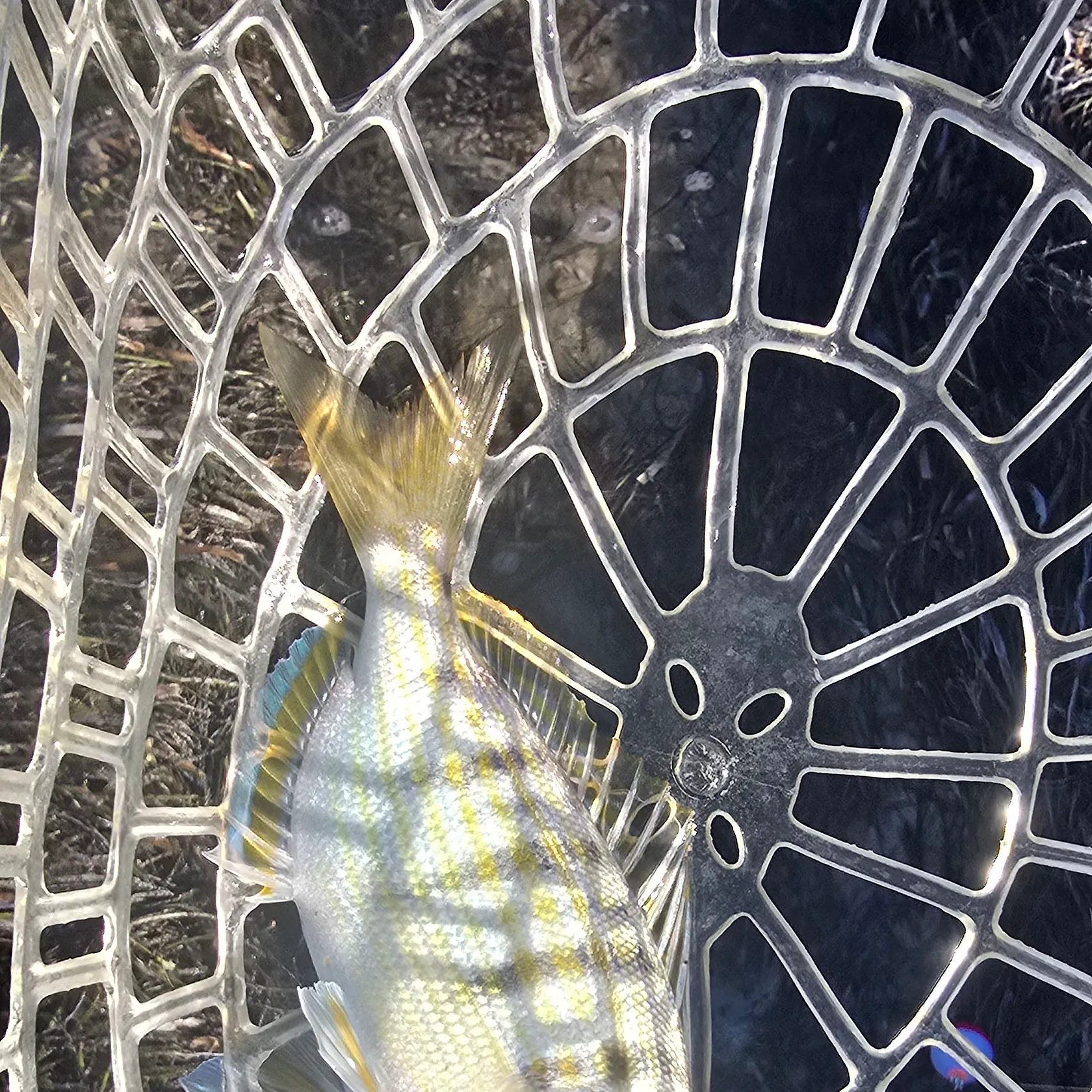 The most recent Pinfish catches on Fishbrain