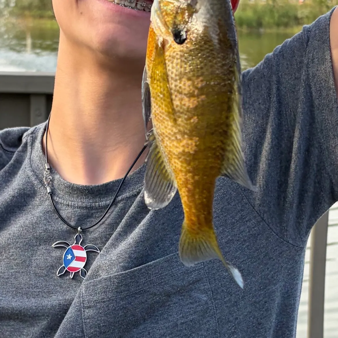 Bluegill caught on Fishbrain