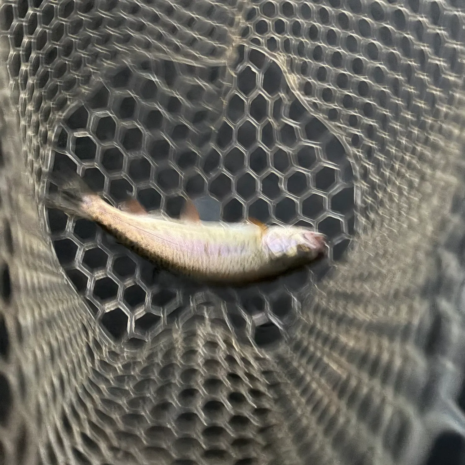 Rainbow trout caught on Fishbrain