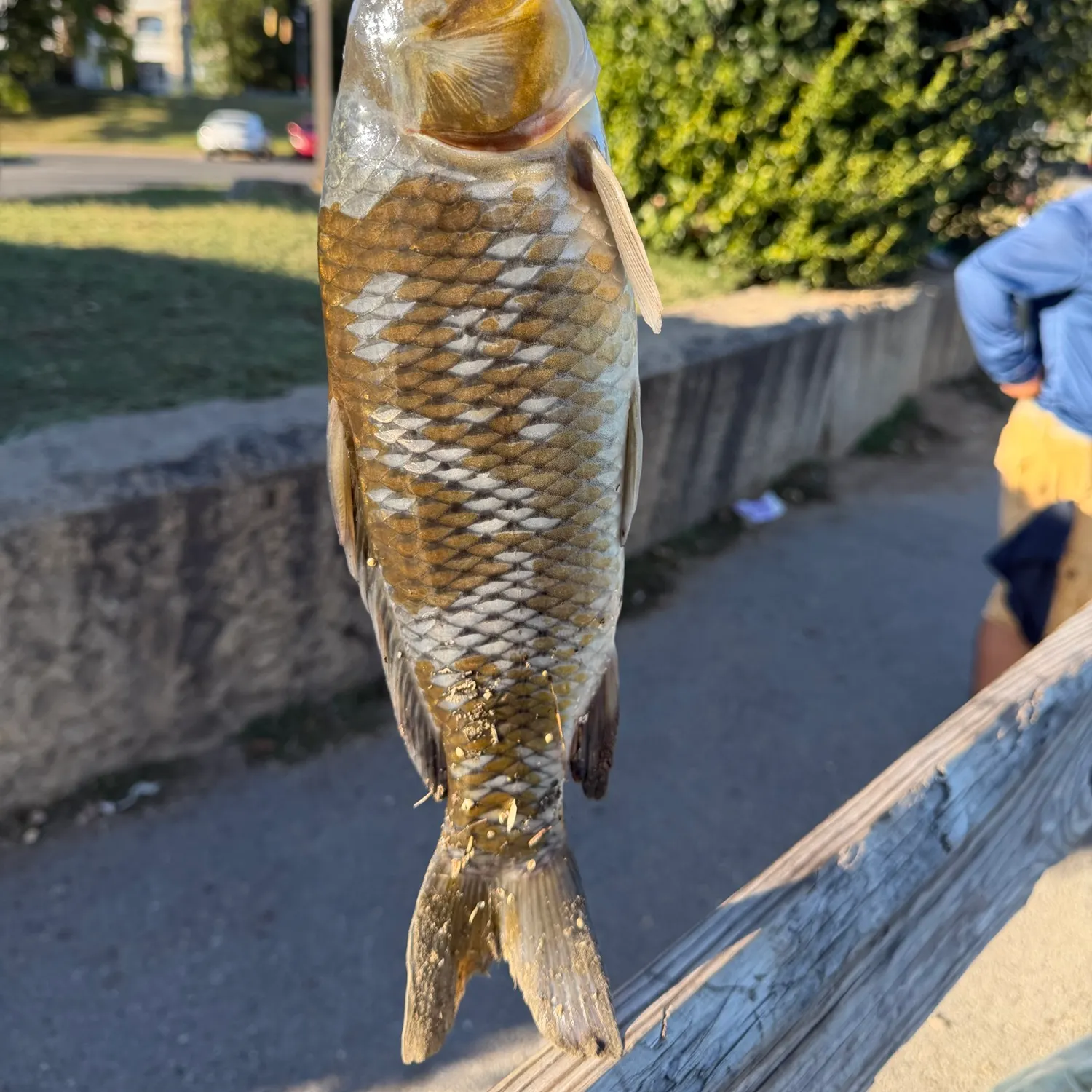 Fish caught on Fishbrain