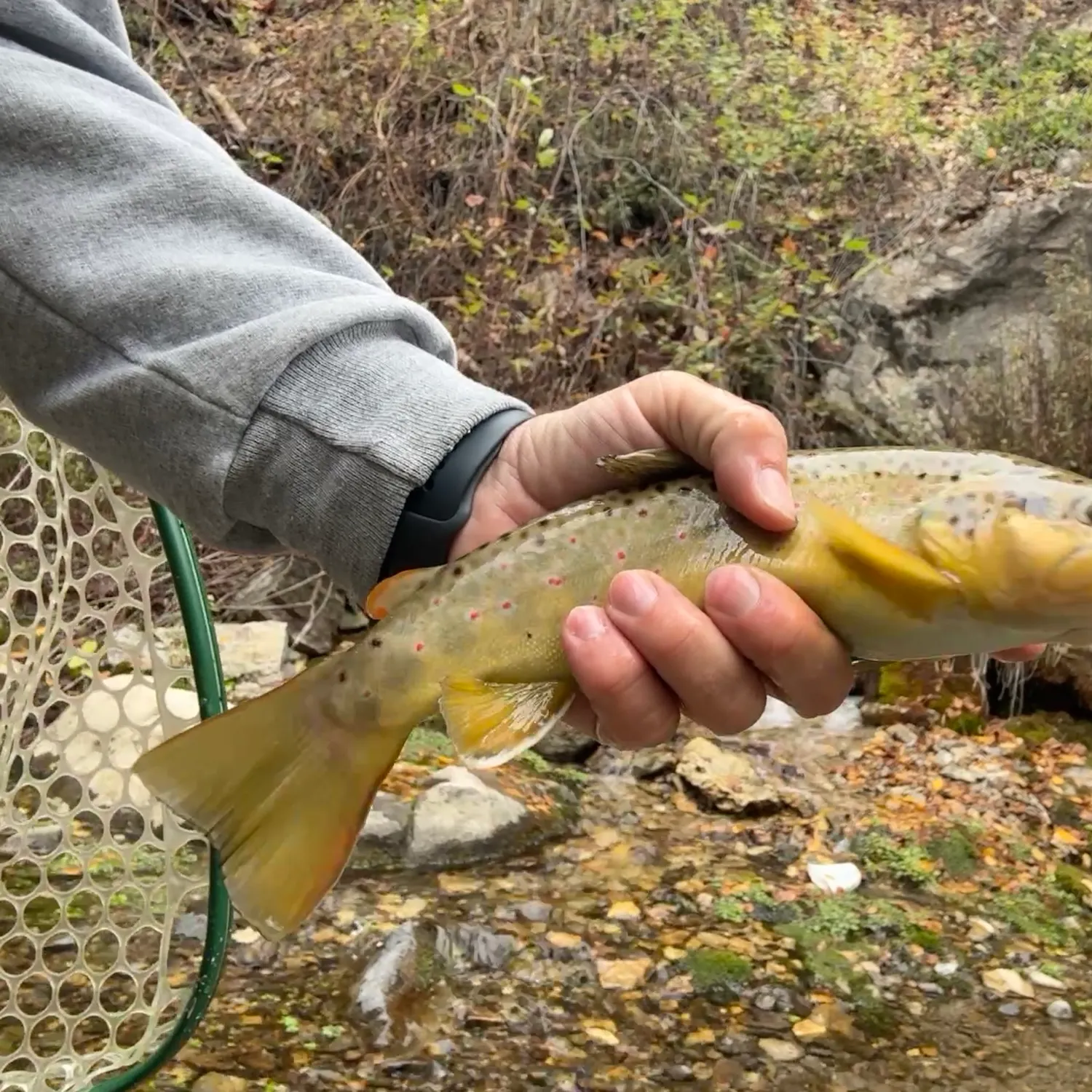 Brown trout caught on Fishbrain