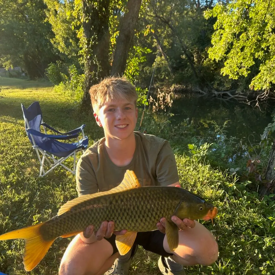 Common carp caught on Fishbrain