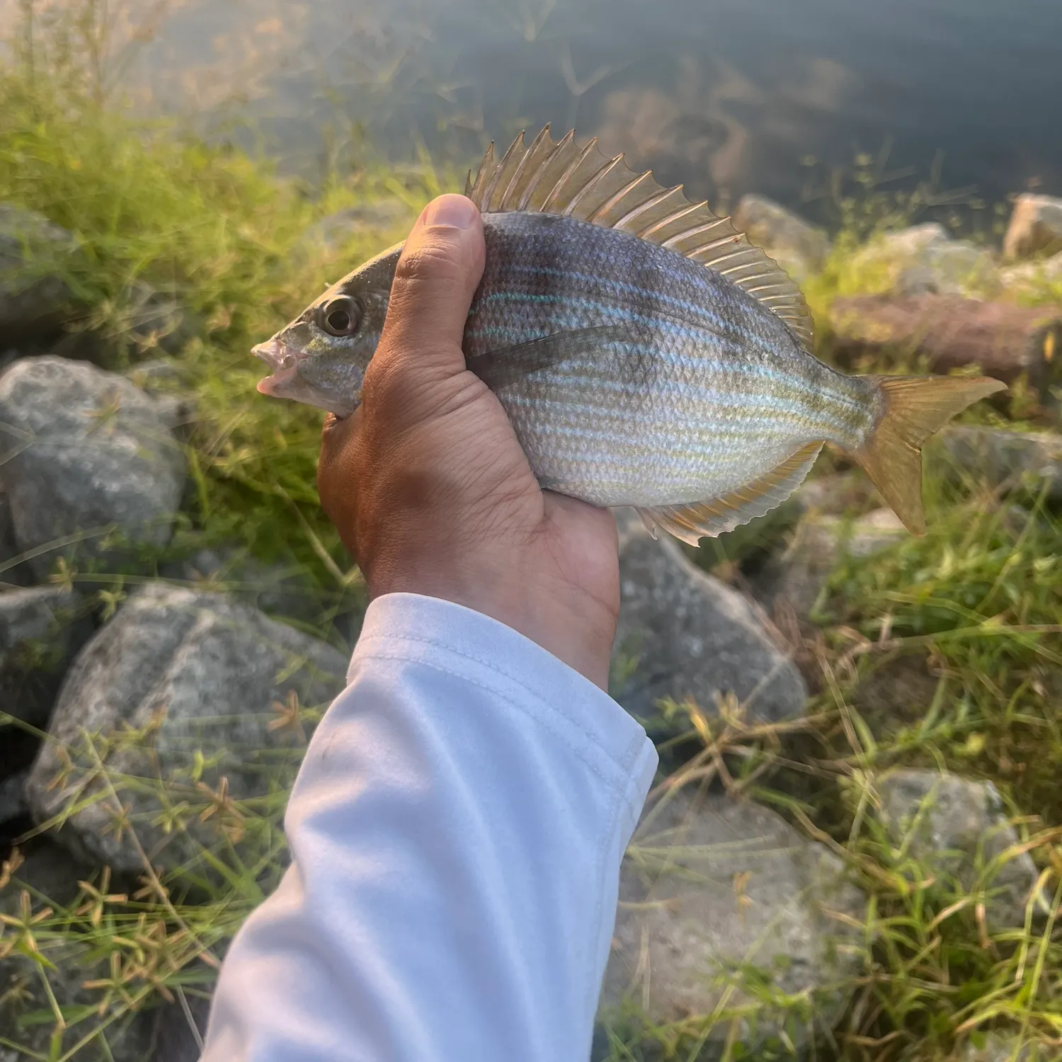 Pinfish caught on Fishbrain