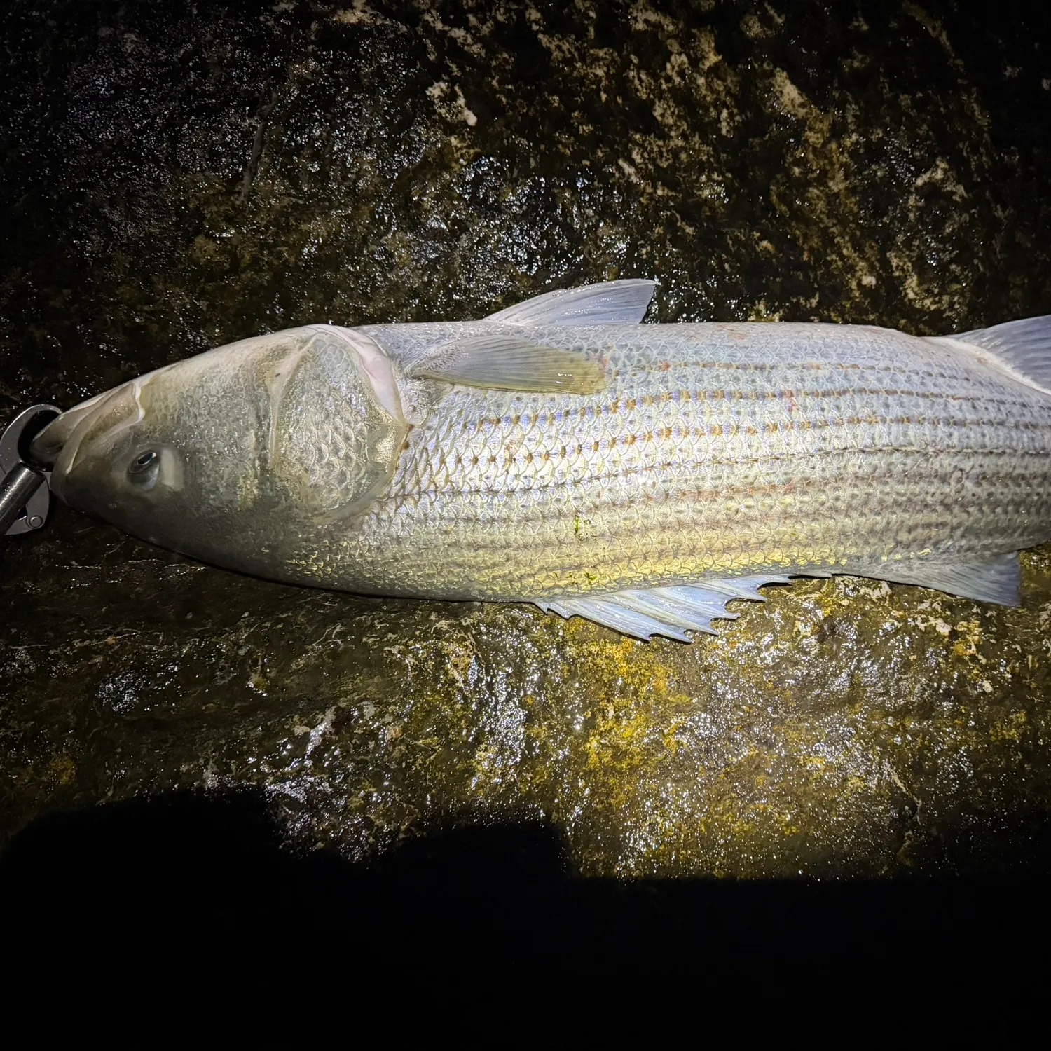 Striped bass caught on Fishbrain