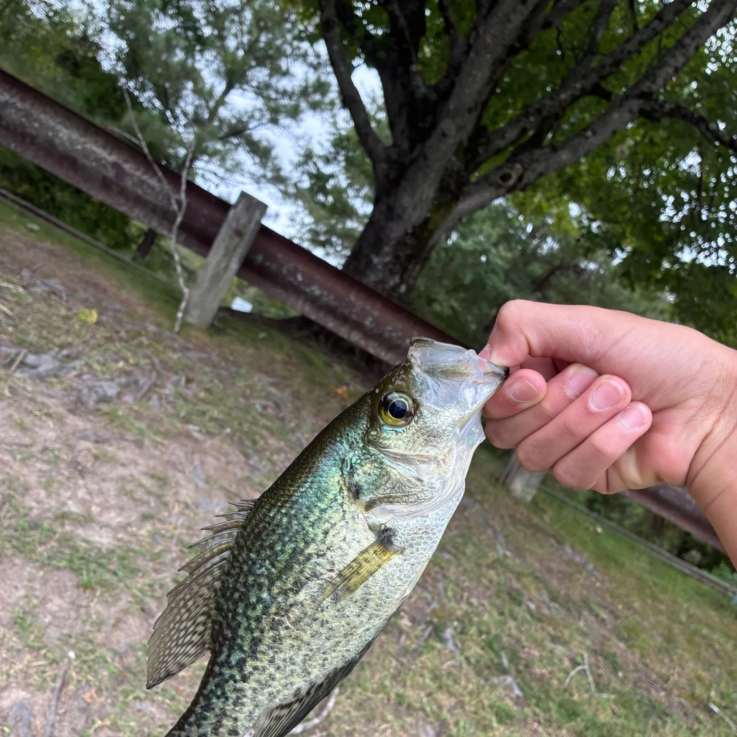 Black crappie caught on Fishbrain