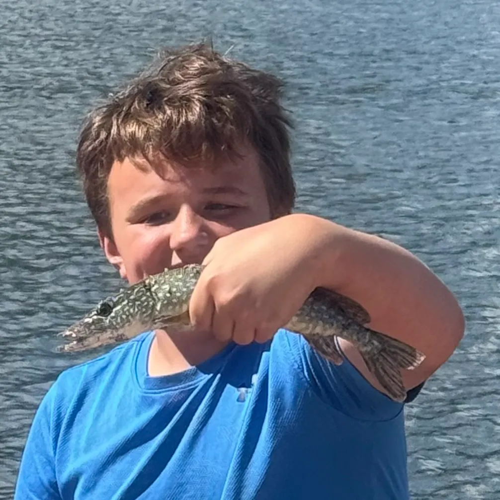 Northern pike caught on Fishbrain