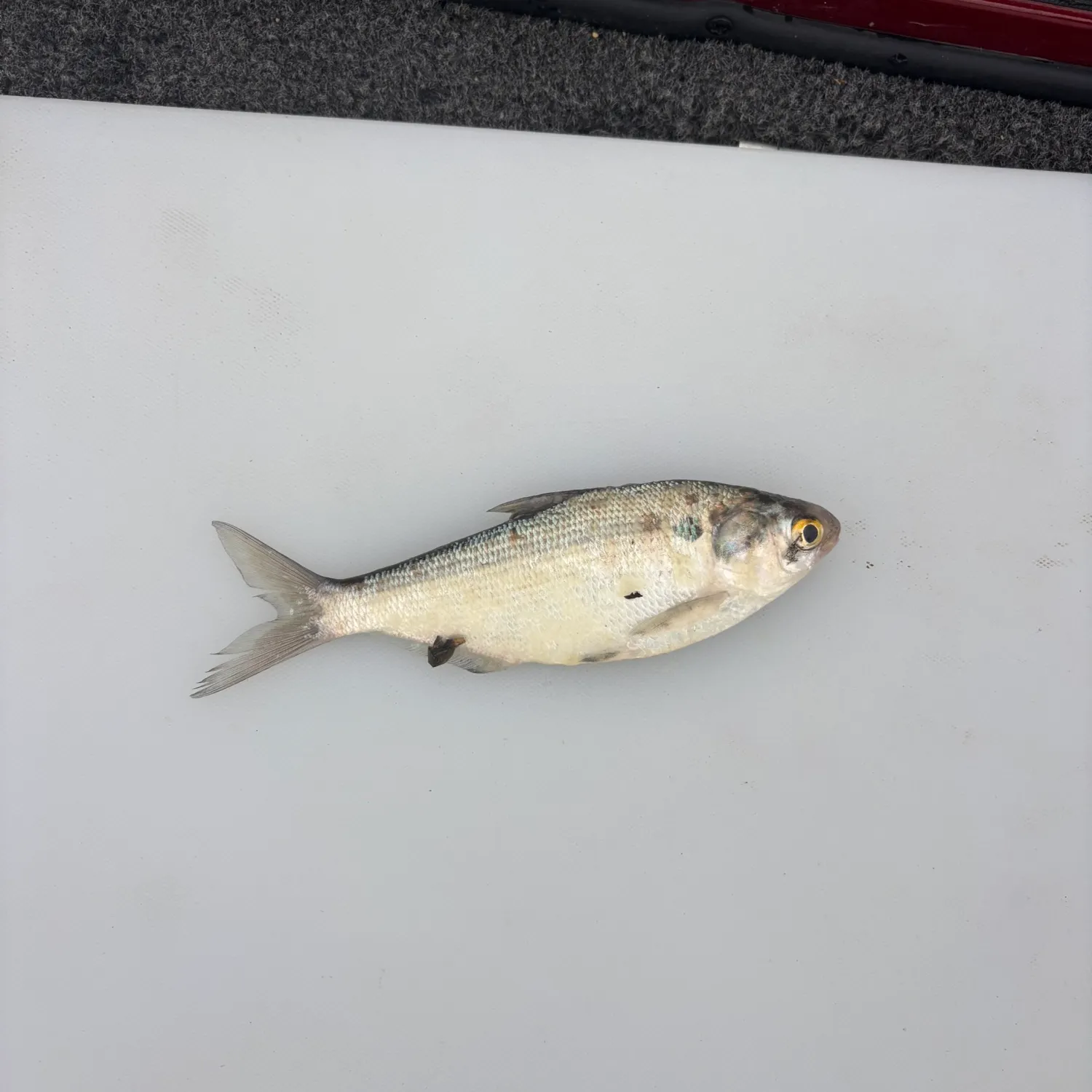American gizzard shad caught on Fishbrain