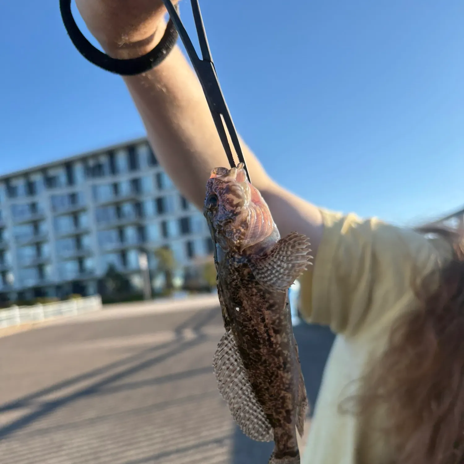 The most recent Mottled sculpin catches on Fishbrain