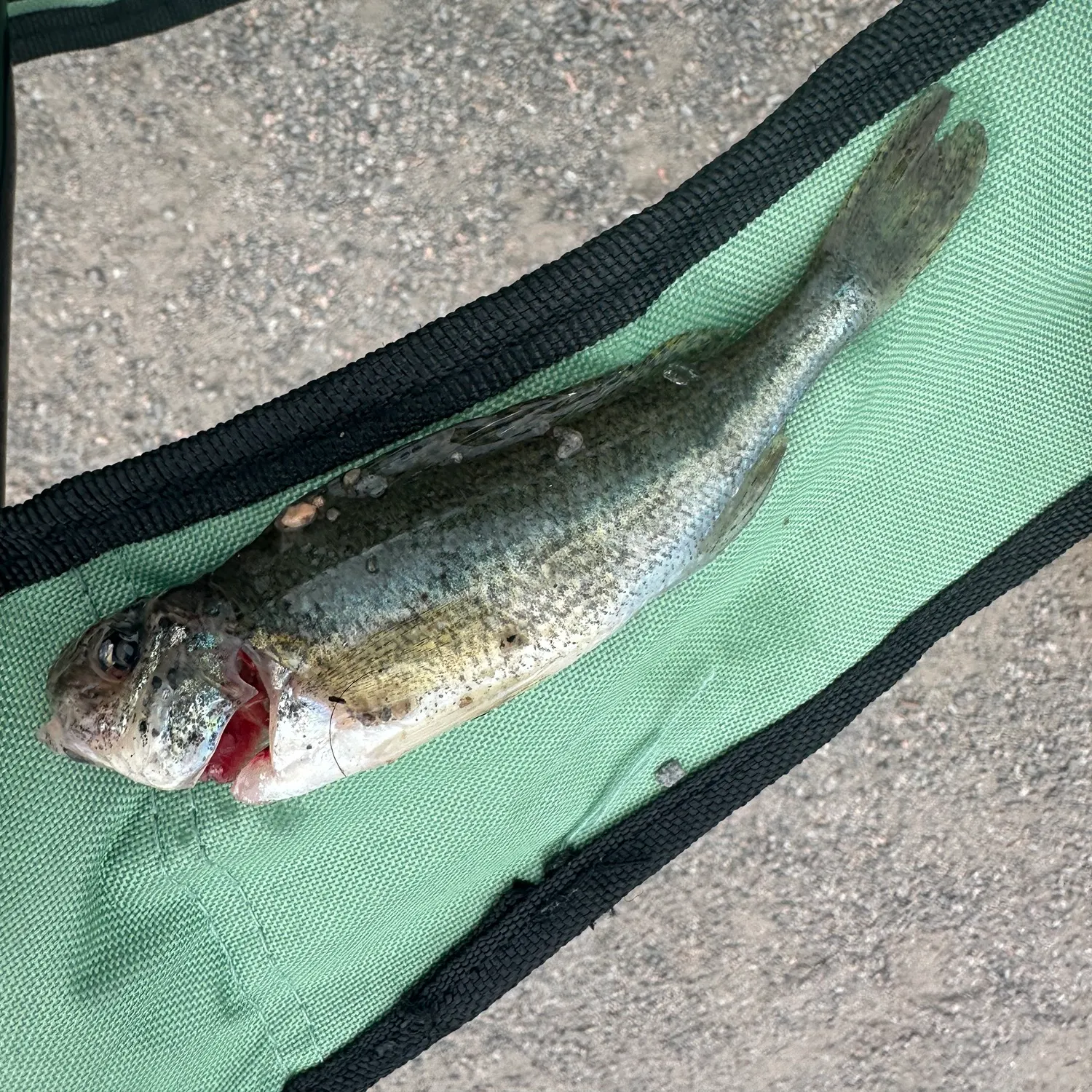 The most recent Eurasian ruffe catches on Fishbrain