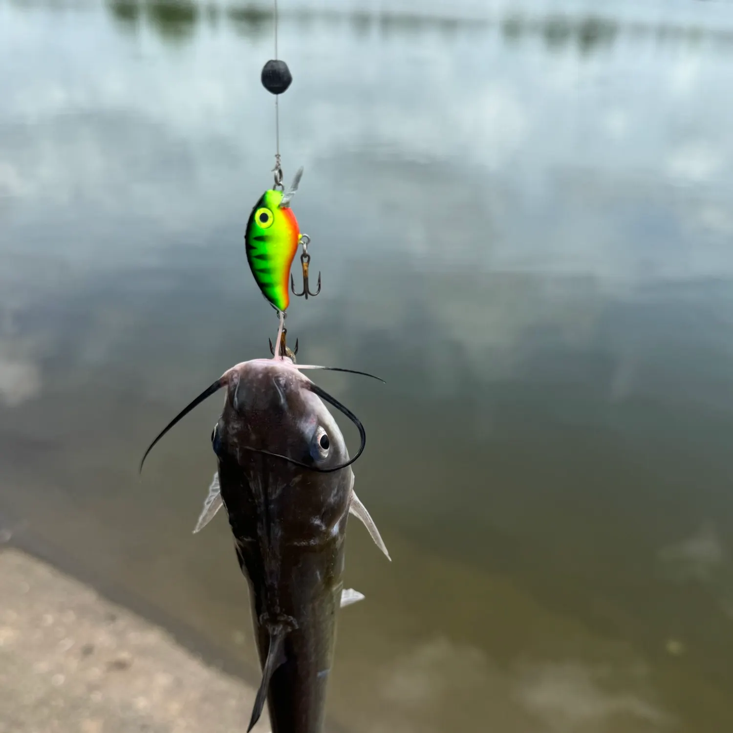 Fish caught on Fishbrain