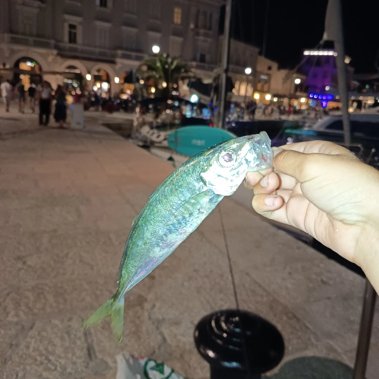 The most recent Greenback horse mackerel catches on Fishbrain