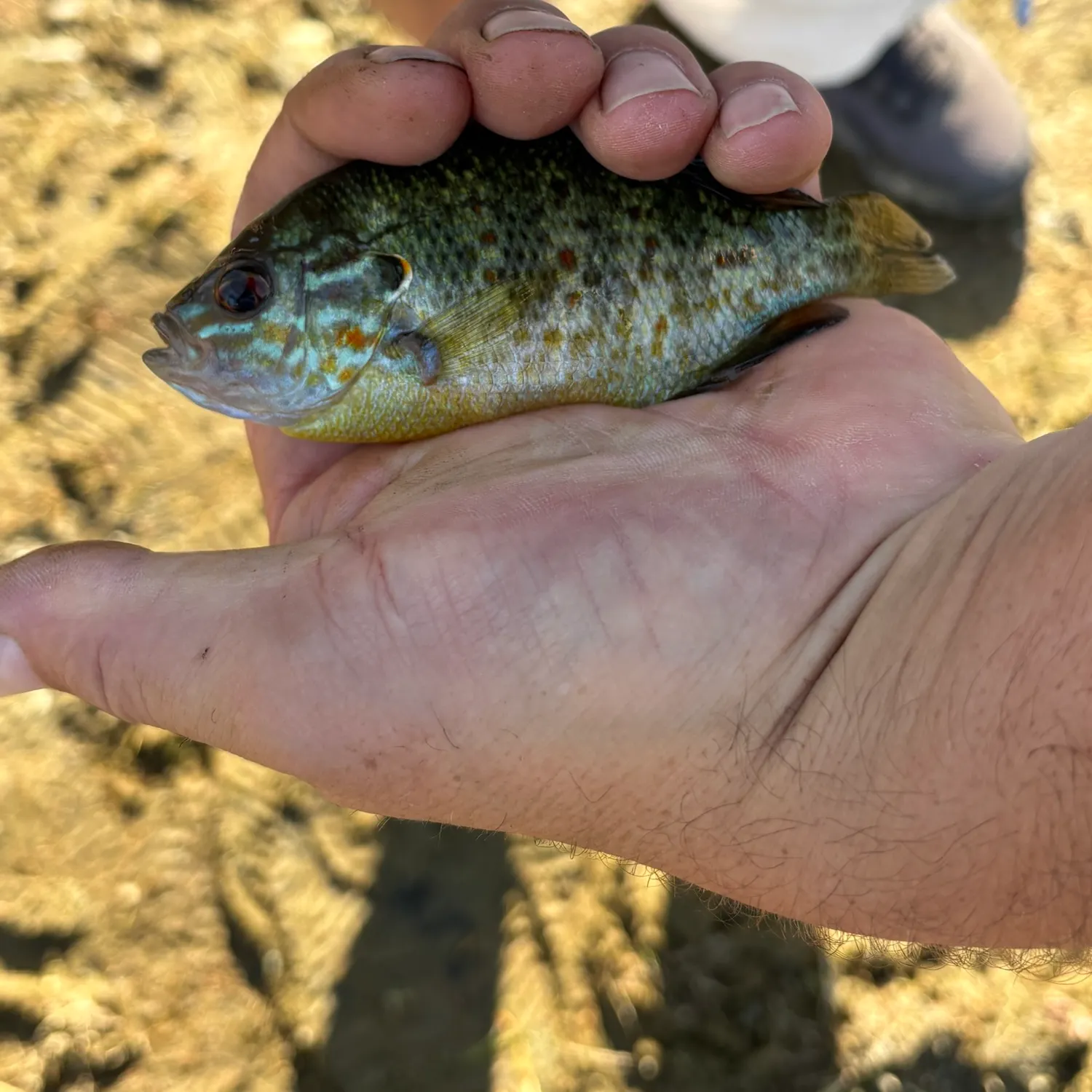 Pumpkinseed caught on Fishbrain