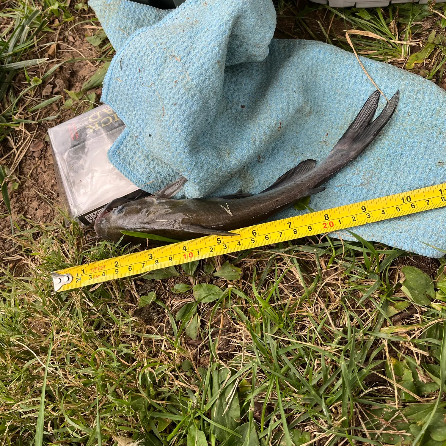 Channel catfish caught on Fishbrain
