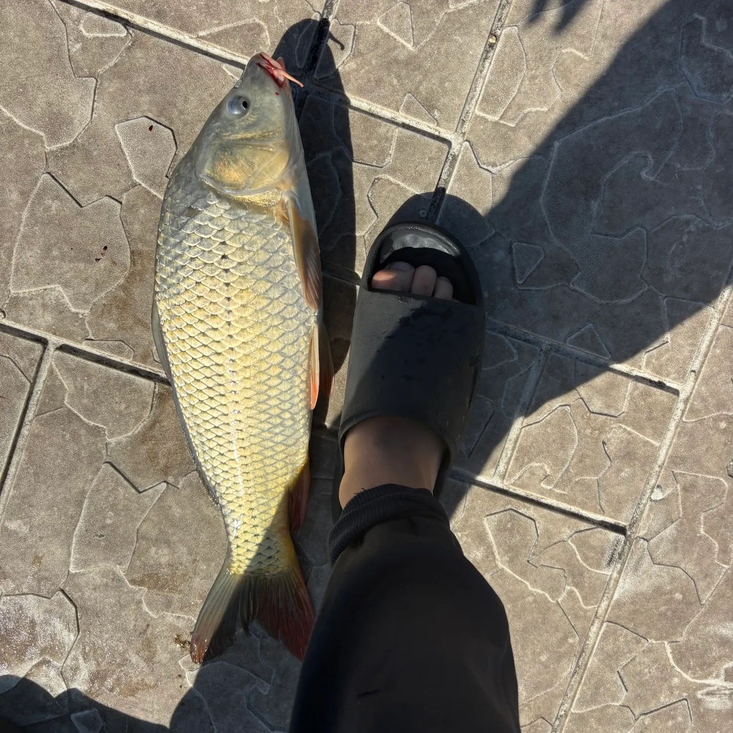 Common carp caught on Fishbrain