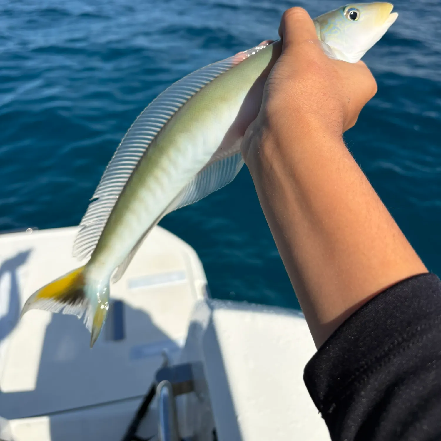 The most recent Sand tilefish catches on Fishbrain