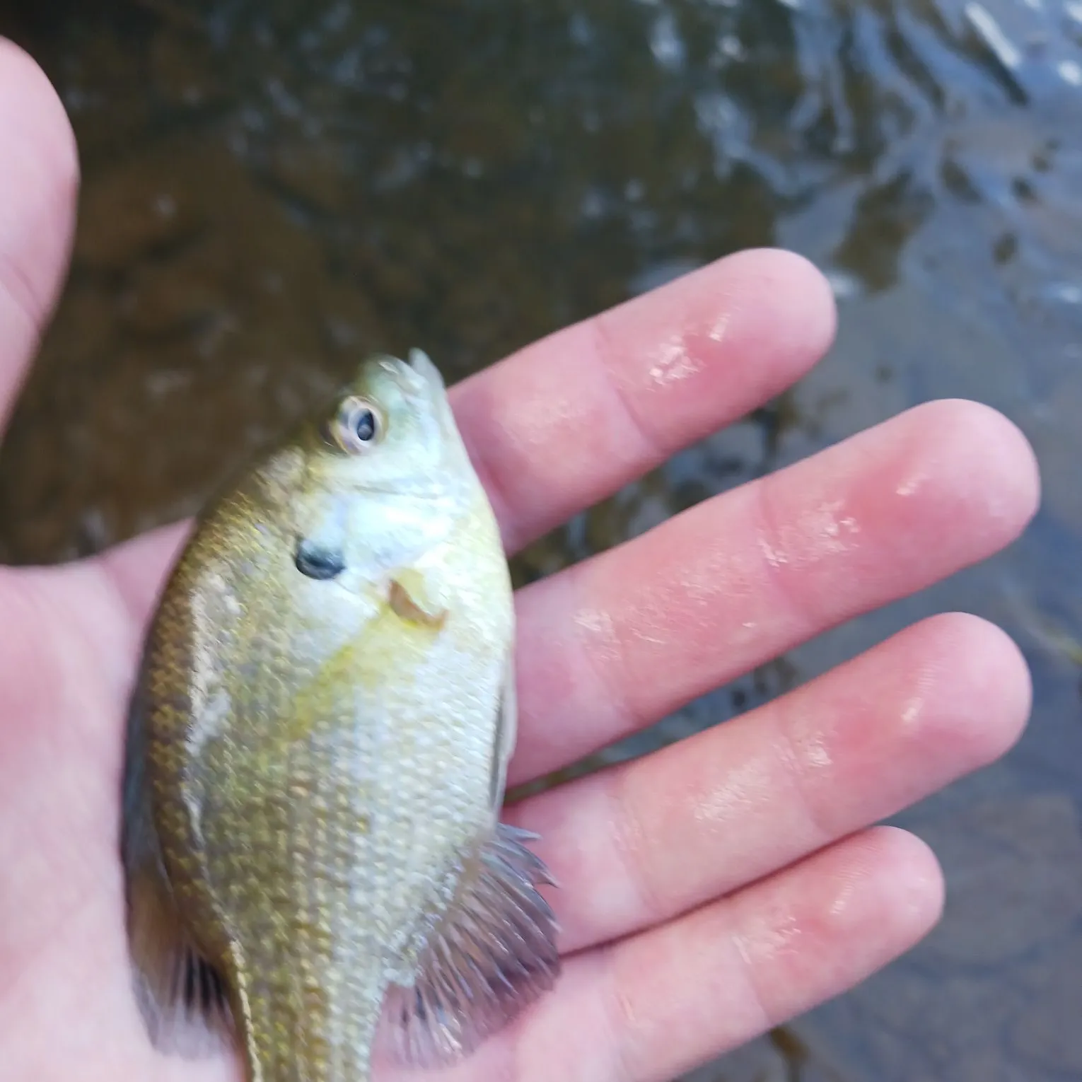 Bluegill caught on Fishbrain