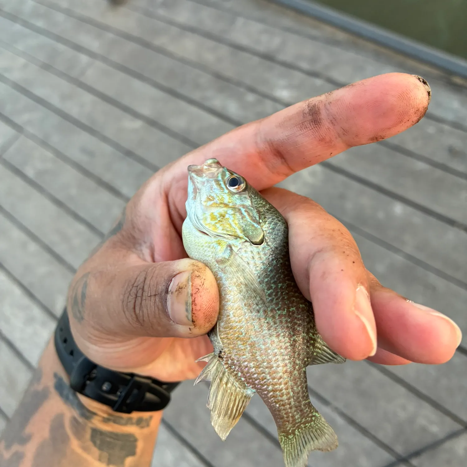 recently logged catches