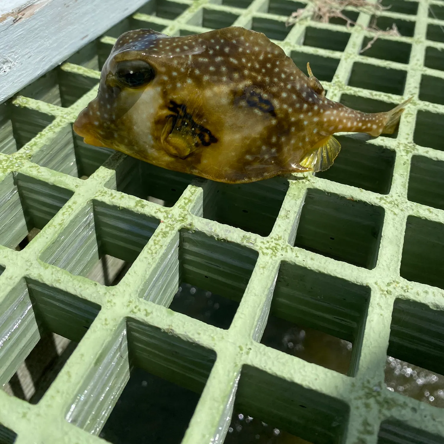 The most recent Buffalo trunkfish catches on Fishbrain