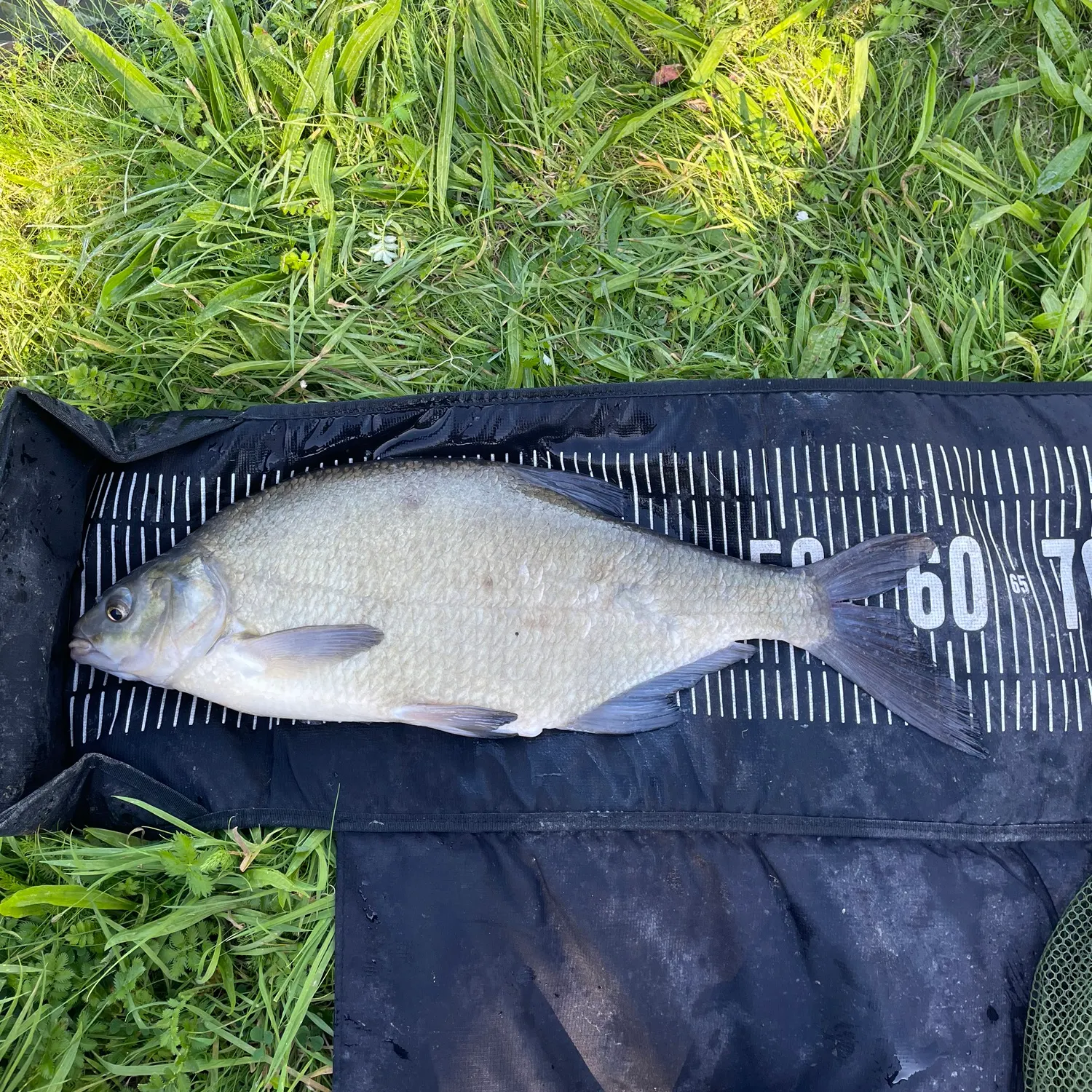 Common bream caught on Fishbrain
