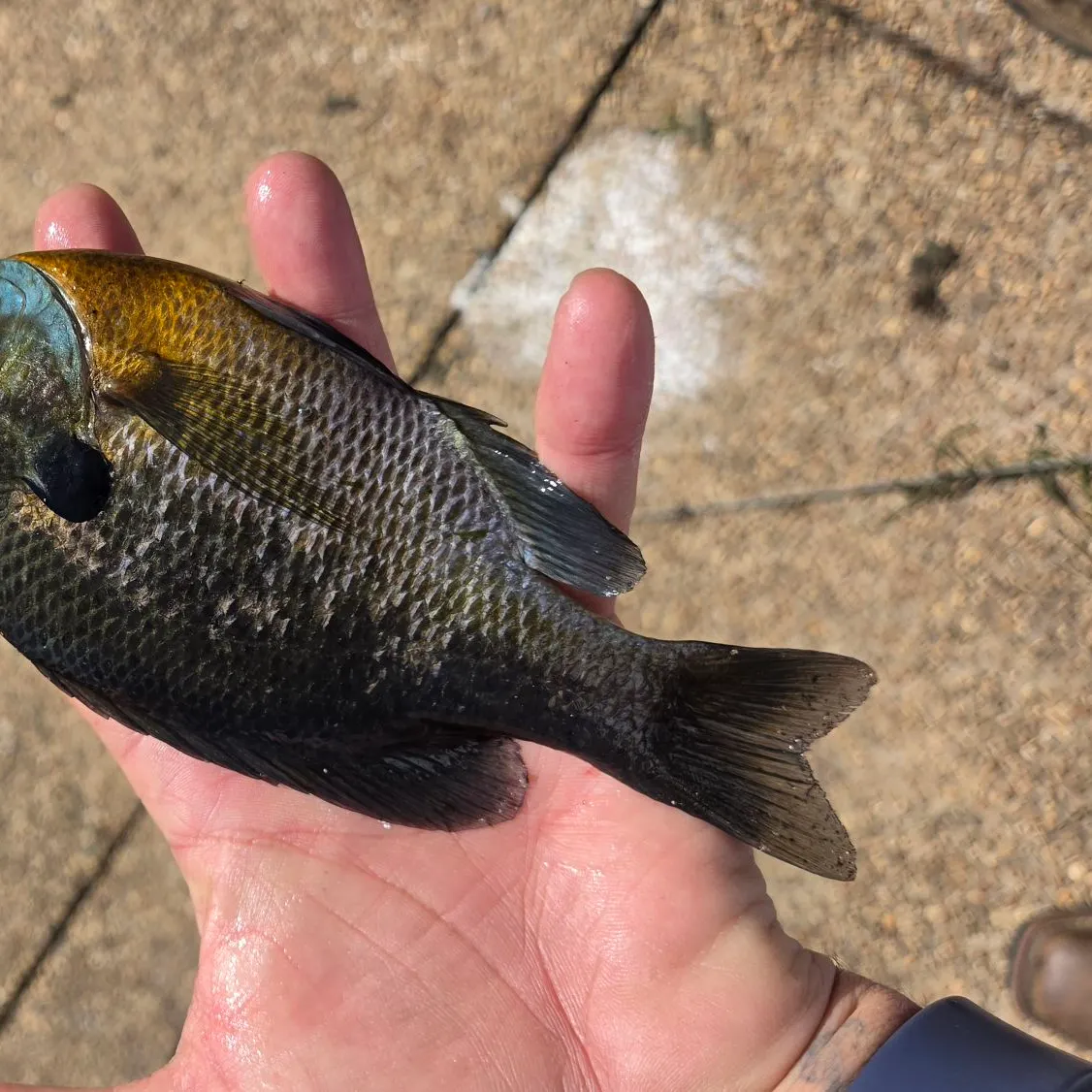 Bluegill caught on Fishbrain