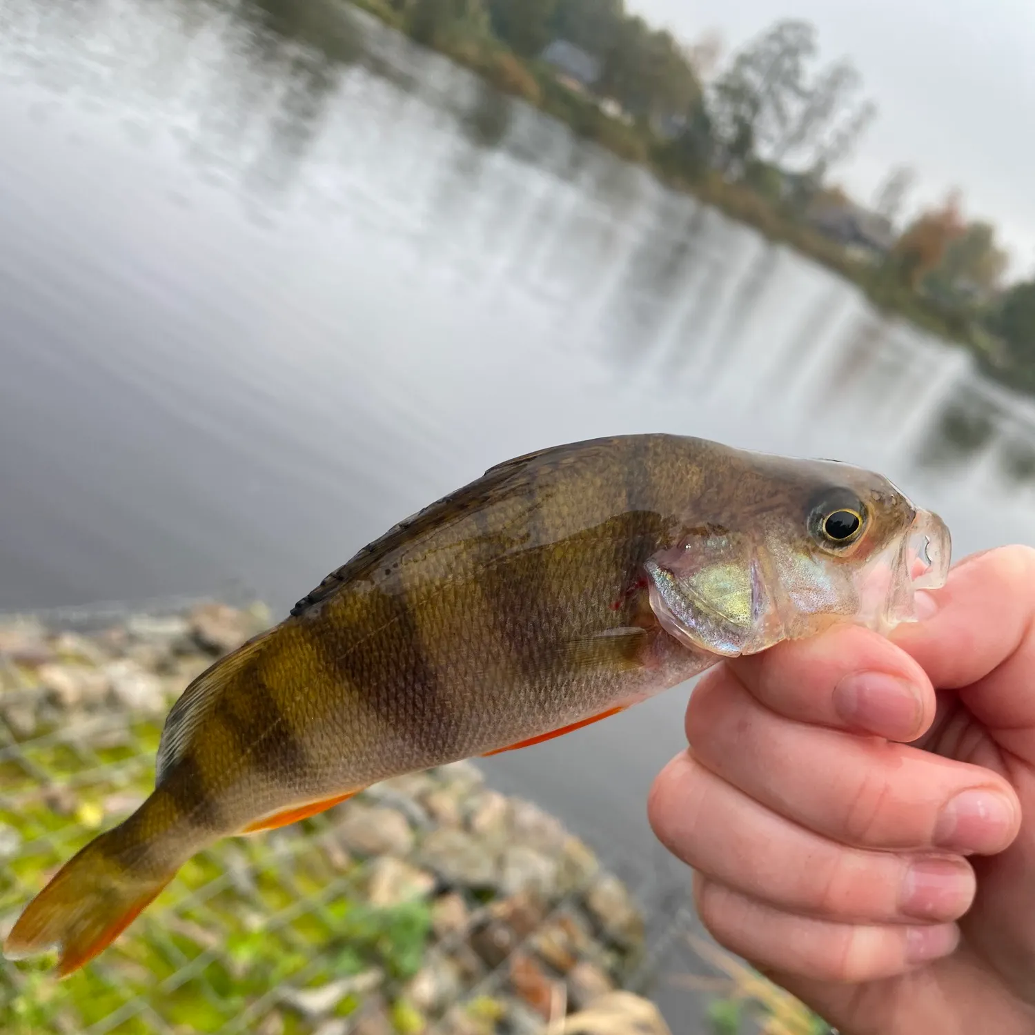 European perch caught on Fishbrain