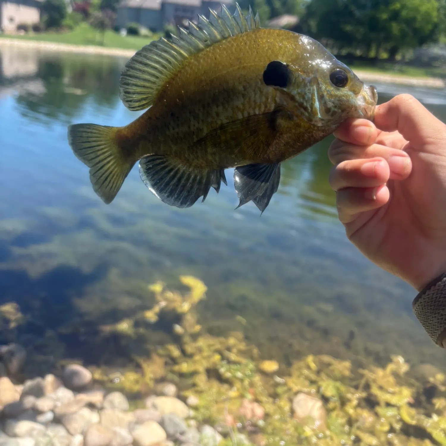 The most recent Redear x bluegill catches on Fishbrain