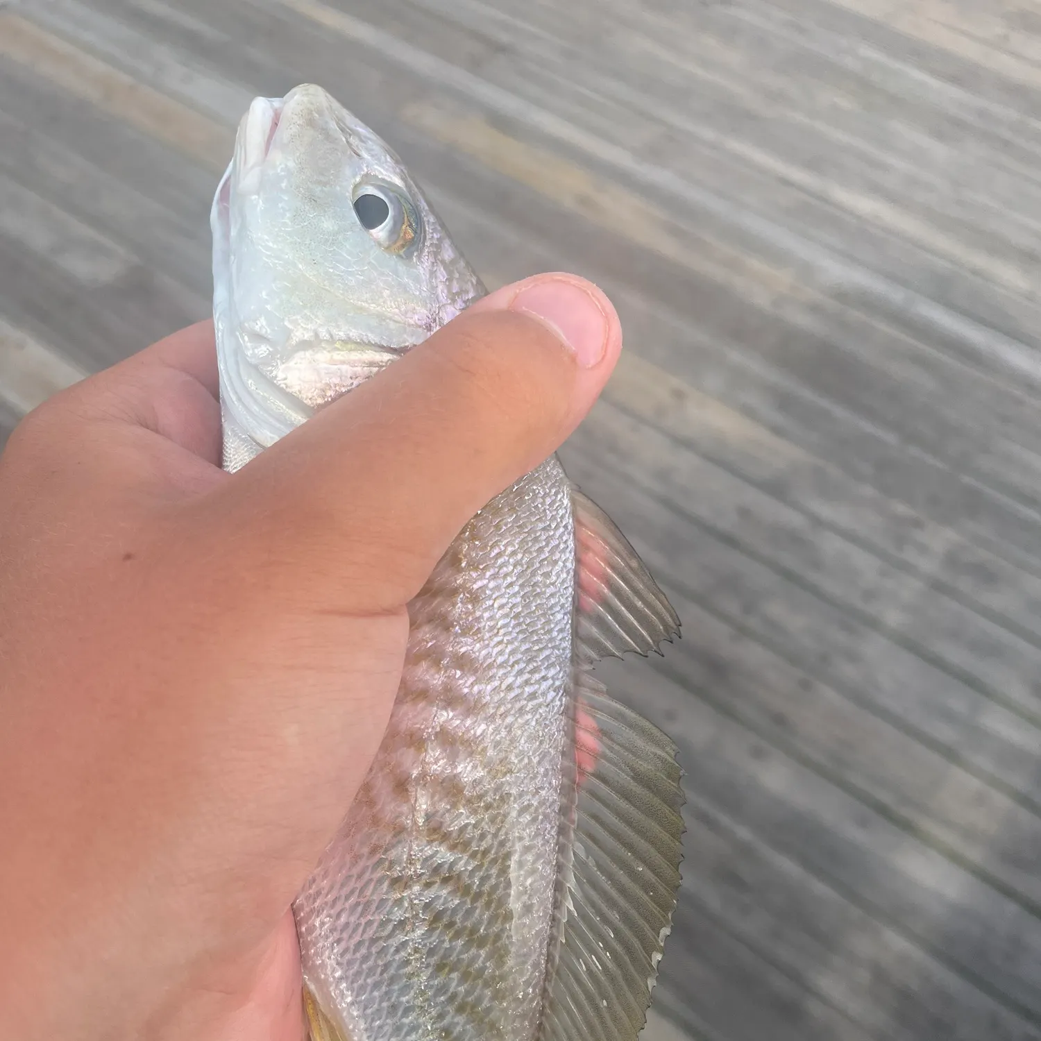 The most recent Atlantic croaker catches on Fishbrain
