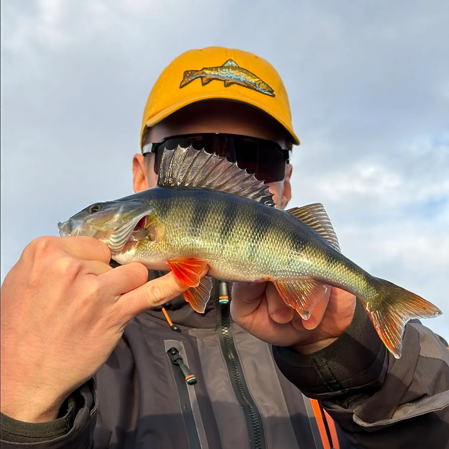 European perch caught on Fishbrain
