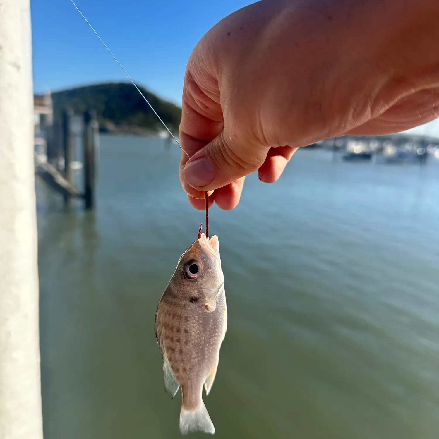 Javelin grunter caught on Fishbrain