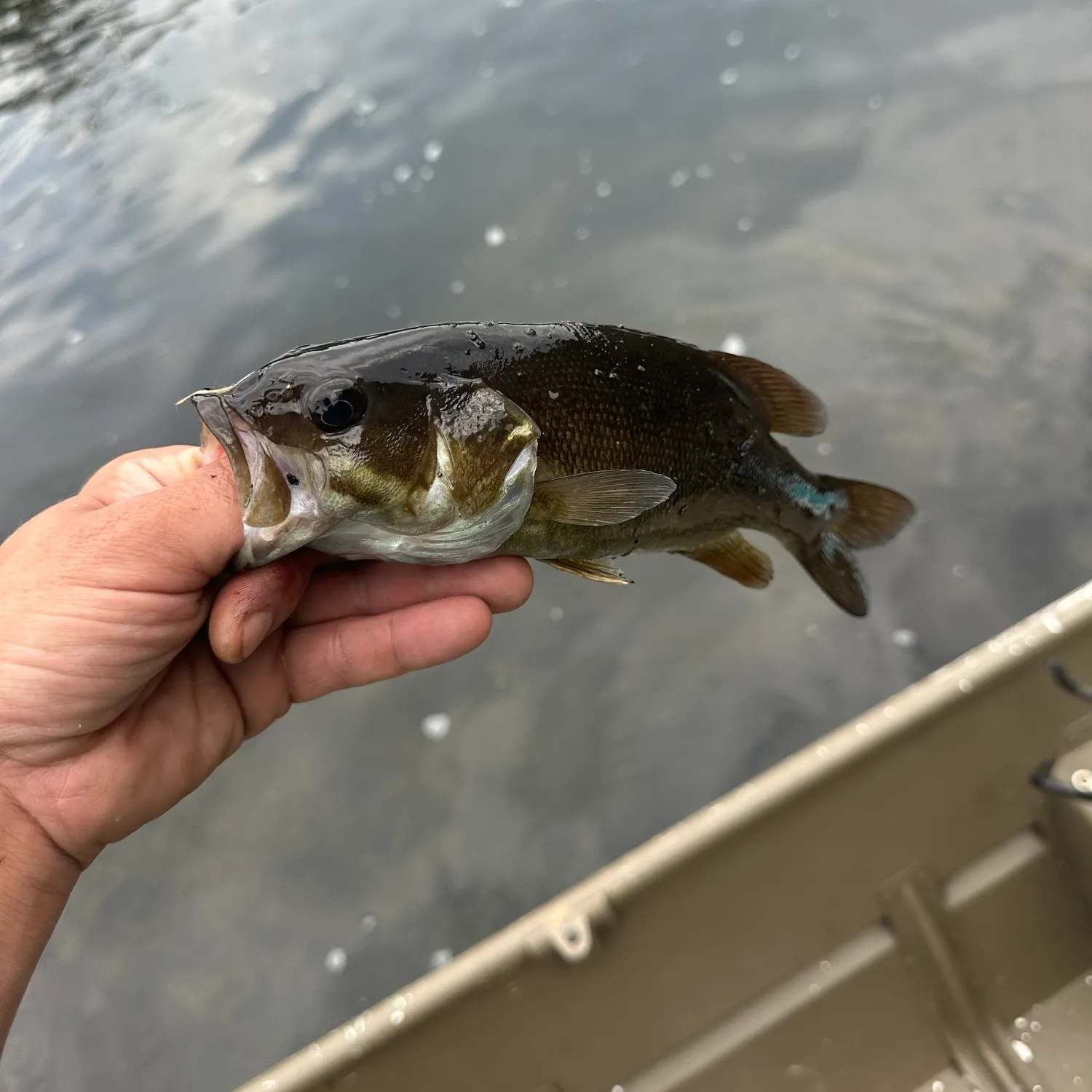Smallmouth bass caught on Fishbrain