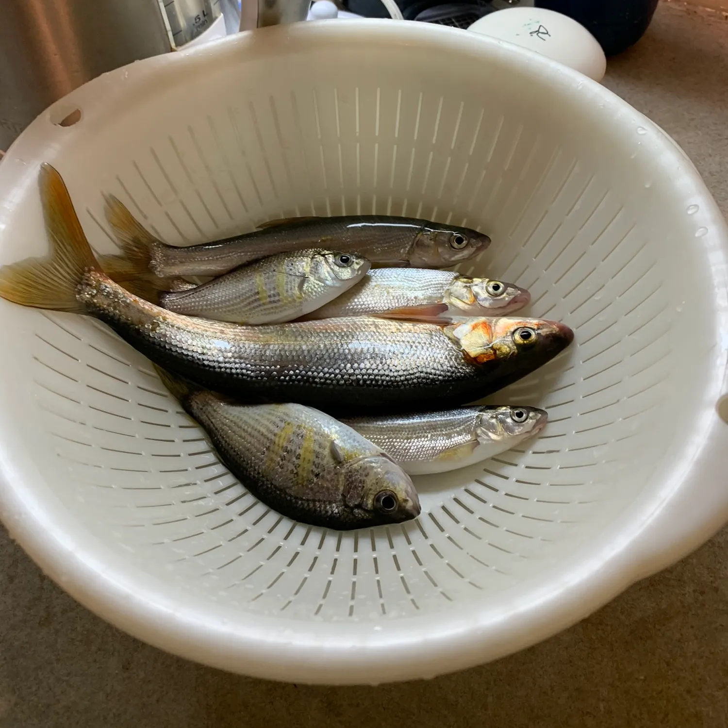 The most recent Peamouth catches on Fishbrain