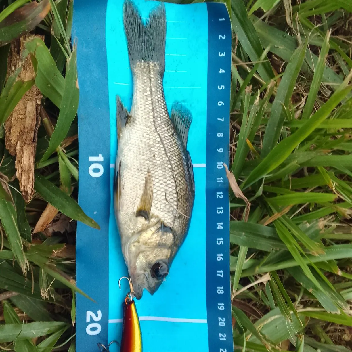 The most recent Australian bass catches on Fishbrain