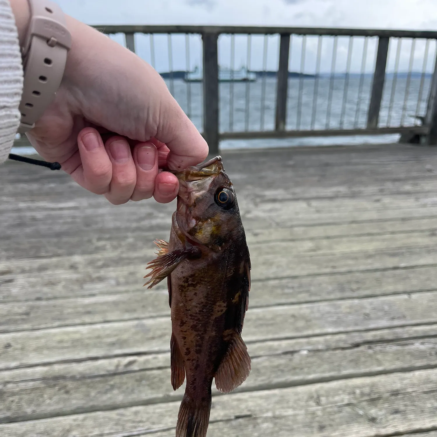 catch